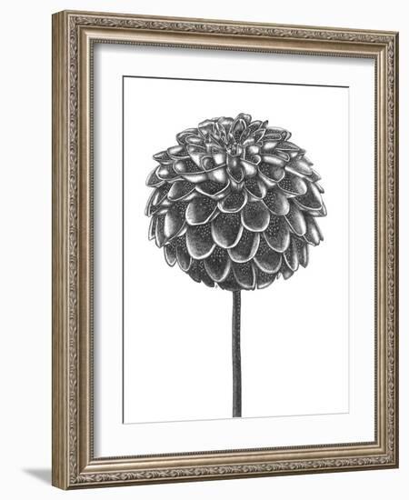 Simple Floral - Shoot-Lucy Francis-Framed Giclee Print