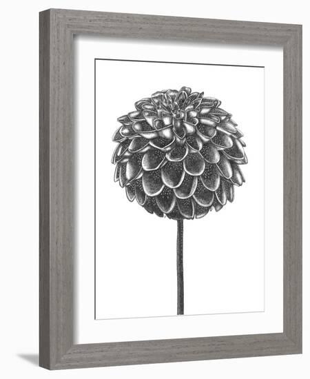 Simple Floral - Shoot-Lucy Francis-Framed Giclee Print