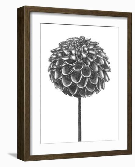 Simple Floral - Shoot-Lucy Francis-Framed Giclee Print