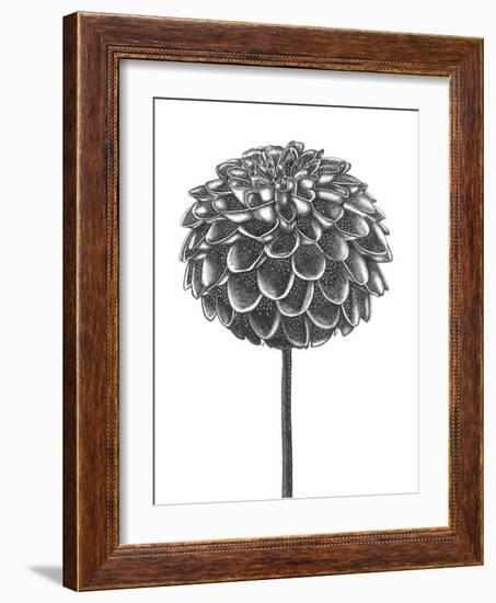 Simple Floral - Shoot-Lucy Francis-Framed Giclee Print