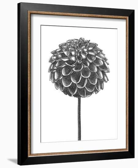 Simple Floral - Shoot-Lucy Francis-Framed Giclee Print