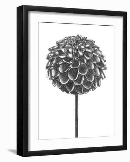Simple Floral - Shoot-Lucy Francis-Framed Giclee Print