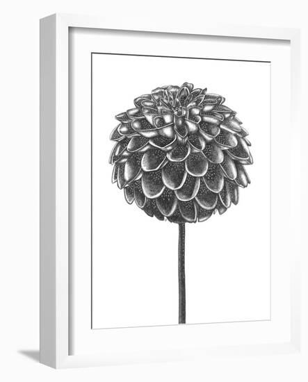 Simple Floral - Shoot-Lucy Francis-Framed Giclee Print