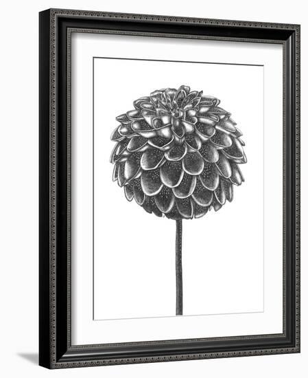 Simple Floral - Shoot-Lucy Francis-Framed Giclee Print