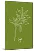 Simple Herb - Sage-Clara Wells-Mounted Giclee Print