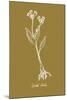 Simple Herb - Wild Garlic-Clara Wells-Mounted Giclee Print