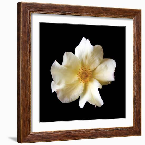 Simple Rose-Katano Nicole-Framed Photo