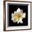 Simple Rose-Katano Nicole-Framed Photo