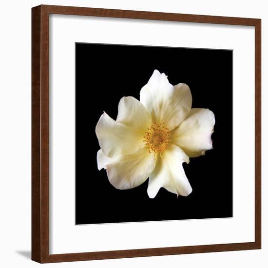 Simple Rose-Katano Nicole-Framed Photo