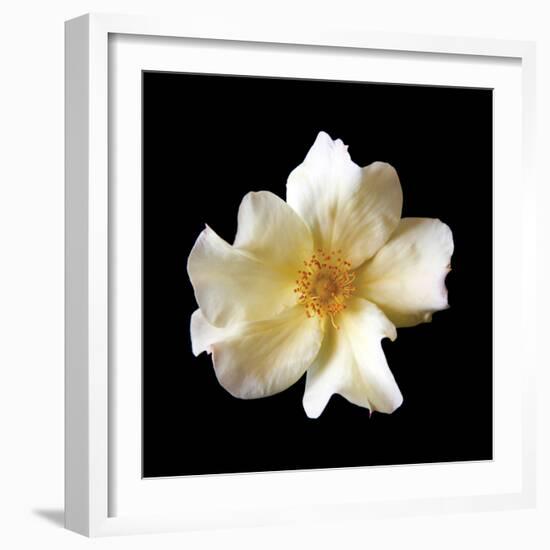 Simple Rose-Katano Nicole-Framed Photo