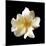 Simple Rose-Katano Nicole-Mounted Photo