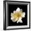 Simple Rose-Katano Nicole-Framed Photo