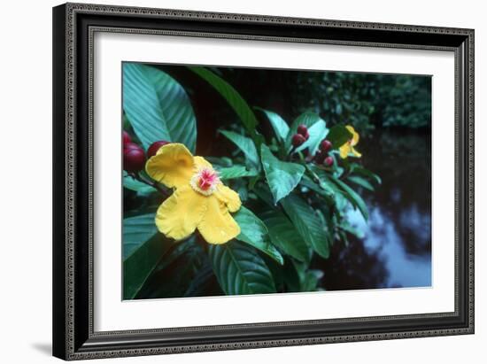 Simpoh Air Flower (Dillenia Excelsa)-Georgette Douwma-Framed Photographic Print