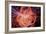 Simulation of Higgs Boson Production-David Parker-Framed Photographic Print