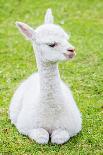 Cute Baby Alpaca-sinagrafie-Premium Photographic Print
