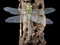 Emperor Dragonfly, Anax Imperator-Sinclair Stammers-Photographic Print