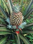 Pineapple Plant with Fruit-Sinclair Stammers-Photographic Print