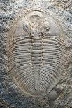 Trilobite Fossil-Sinclair Stammers-Photographic Print