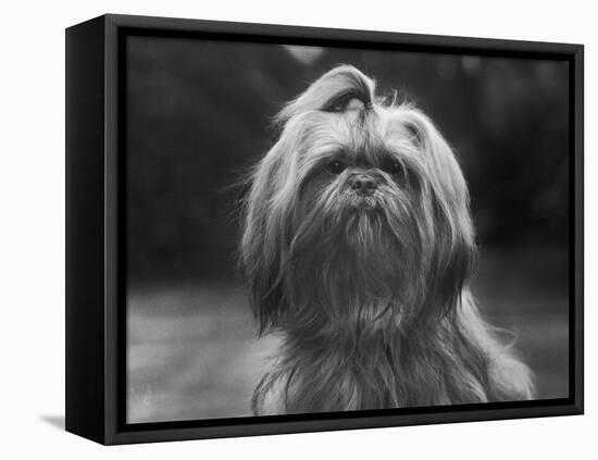 Sing Hui Head Study with a Ribbon in Its Hair-Thomas Fall-Framed Premier Image Canvas