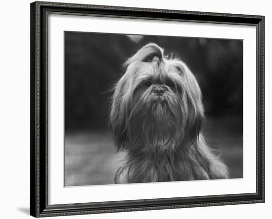 Sing Hui Head Study with a Ribbon in Its Hair-Thomas Fall-Framed Photographic Print