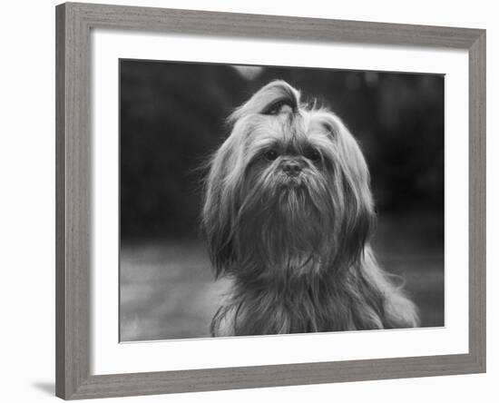 Sing Hui Head Study with a Ribbon in Its Hair-Thomas Fall-Framed Photographic Print