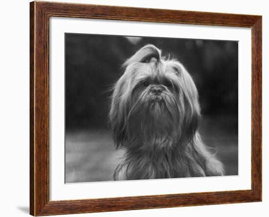 Sing Hui Head Study with a Ribbon in Its Hair-Thomas Fall-Framed Photographic Print