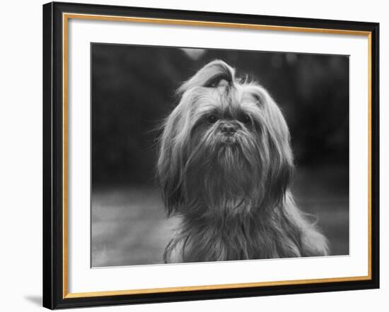 Sing Hui Head Study with a Ribbon in Its Hair-Thomas Fall-Framed Photographic Print