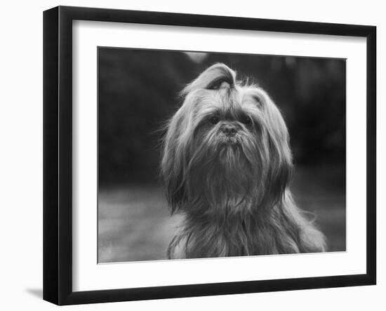 Sing Hui Head Study with a Ribbon in Its Hair-Thomas Fall-Framed Photographic Print