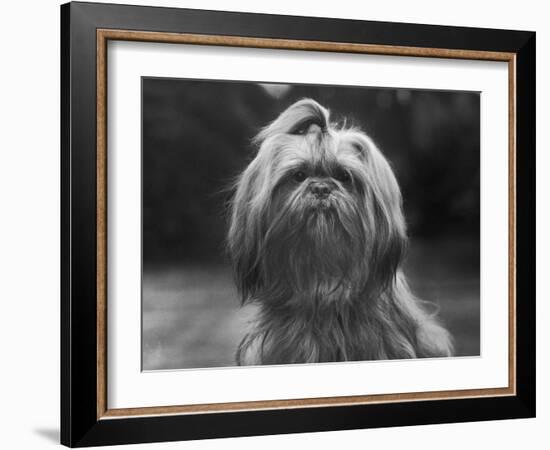 Sing Hui Head Study with a Ribbon in Its Hair-Thomas Fall-Framed Photographic Print