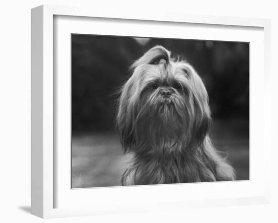 Sing Hui Head Study with a Ribbon in Its Hair-Thomas Fall-Framed Photographic Print