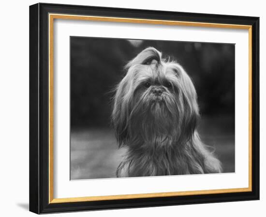 Sing Hui Head Study with a Ribbon in Its Hair-Thomas Fall-Framed Photographic Print