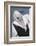 Singapore. Australian Pelican-Cindy Miller Hopkins-Framed Photographic Print