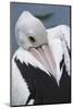 Singapore. Australian Pelican-Cindy Miller Hopkins-Mounted Photographic Print