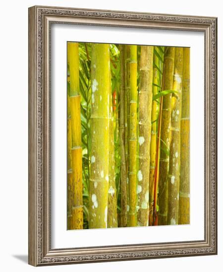 Singapore Botanic Gardens, Singapore-Jon Arnold-Framed Photographic Print