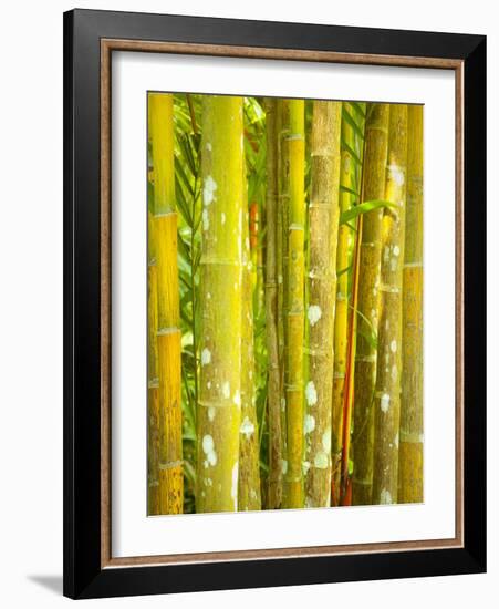 Singapore Botanic Gardens, Singapore-Jon Arnold-Framed Photographic Print