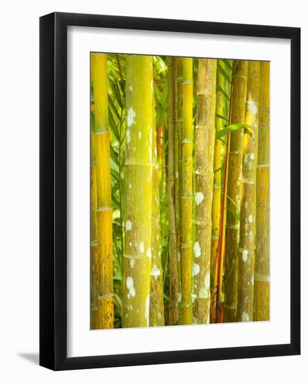 Singapore Botanic Gardens, Singapore-Jon Arnold-Framed Photographic Print