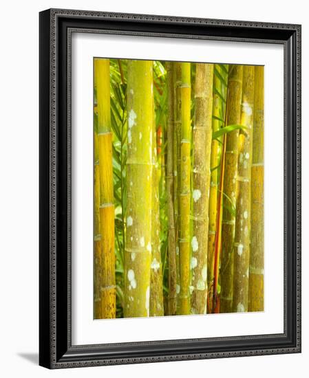 Singapore Botanic Gardens, Singapore-Jon Arnold-Framed Photographic Print