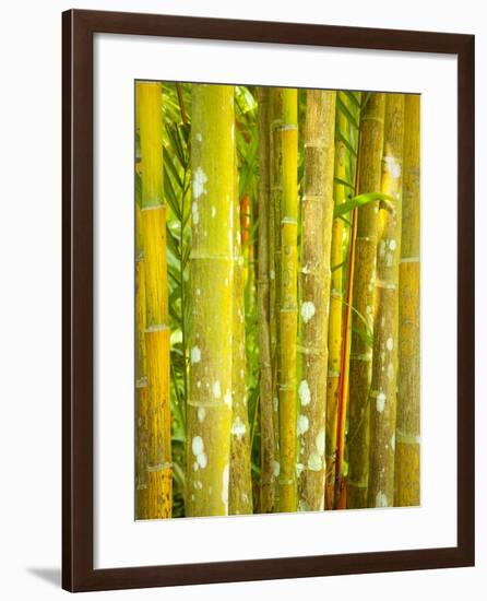 Singapore Botanic Gardens, Singapore-Jon Arnold-Framed Photographic Print