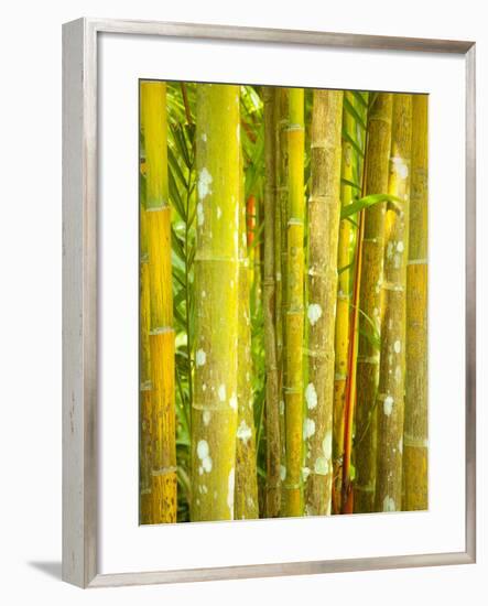 Singapore Botanic Gardens, Singapore-Jon Arnold-Framed Photographic Print