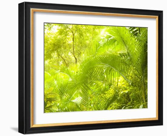 Singapore Botanic Gardens, Singapore-Jon Arnold-Framed Photographic Print