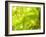 Singapore Botanic Gardens, Singapore-Jon Arnold-Framed Photographic Print