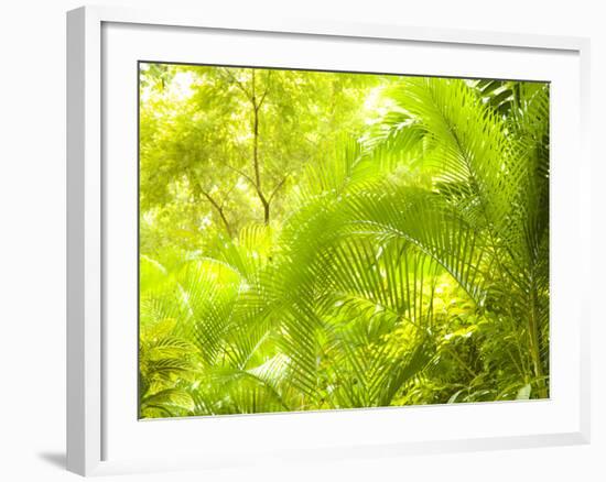 Singapore Botanic Gardens, Singapore-Jon Arnold-Framed Photographic Print