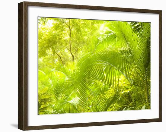 Singapore Botanic Gardens, Singapore-Jon Arnold-Framed Photographic Print