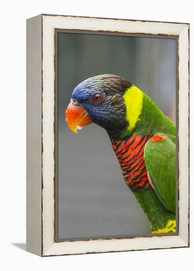 Singapore. Colorful Australian Lorikeet-Cindy Miller Hopkins-Framed Premier Image Canvas