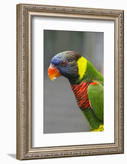 Singapore. Colorful Australian Lorikeet-Cindy Miller Hopkins-Framed Photographic Print