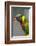 Singapore. Colorful Australian Lorikeet-Cindy Miller Hopkins-Framed Photographic Print