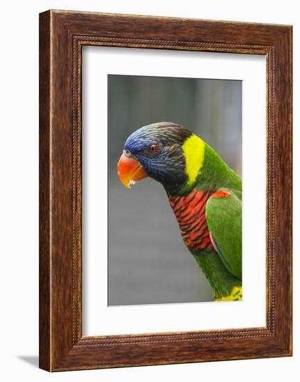 Singapore. Colorful Australian Lorikeet-Cindy Miller Hopkins-Framed Photographic Print