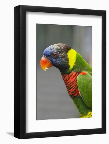 Singapore. Colorful Australian Lorikeet-Cindy Miller Hopkins-Framed Photographic Print