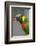 Singapore. Colorful Australian Lorikeet-Cindy Miller Hopkins-Framed Photographic Print