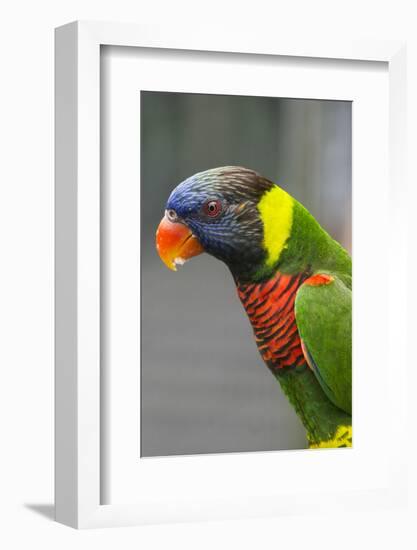 Singapore. Colorful Australian Lorikeet-Cindy Miller Hopkins-Framed Photographic Print